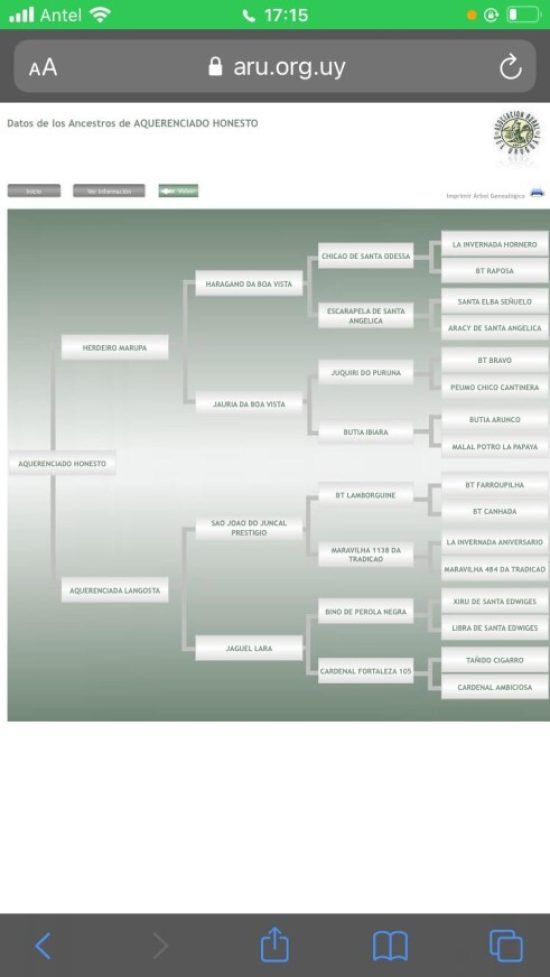 Lote: 11 - Lote: 11 - Padrillo - Aquerenciado Honesto