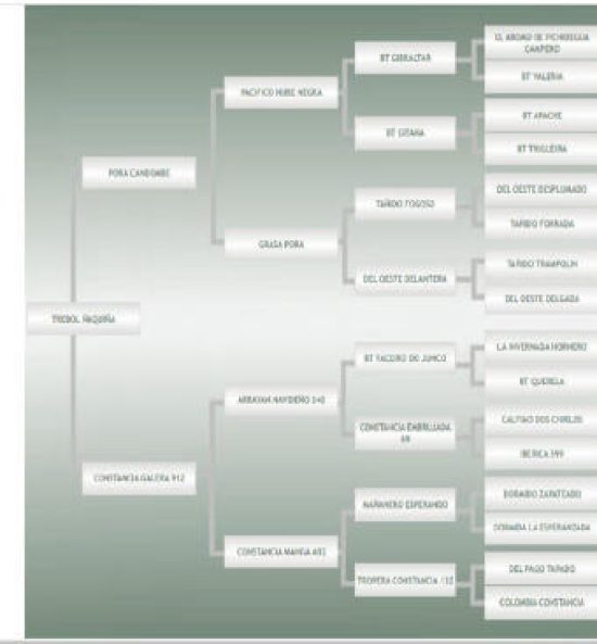 Lote: 24 - Lote: 24 - Padrillo - Trébol Naquiña